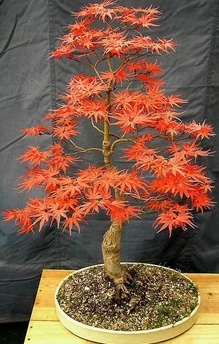 juniperus squamata bonsai 25 Year Old Juniper Squamata Bonsai Tree 85cm Tall  Bonsai Gifts Nursery