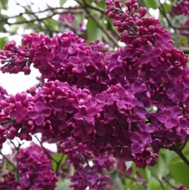 bez-ciemny-fiolet-lilak-sadzonka-pieknie-pachnaca-cudowne-miododajne-kwiaty