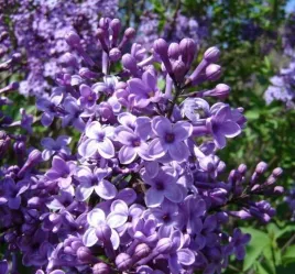 bez-fioletowy-lilak-sadzonka-pieknie-pachnaca-cudowne-miododajne-kwiaty