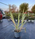 miskant-chinski-cosmopolitan-wysokosc-sadzonki-30-cm