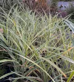 miskant-chinski-cosmopolitan-cechy-charakterystyczne-rzadko-spotykane-lubiace-slonce-proste-w-pielegnacji-lubiace-cien