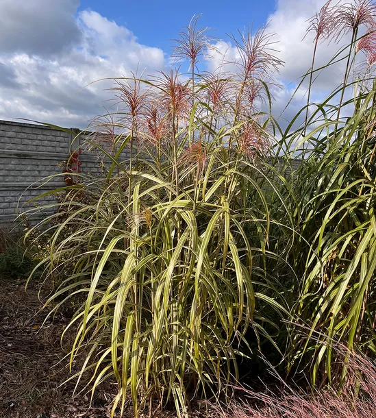 miskant-chinski-cosmopolitan-producent-szkolka-drzewa-i-krzewy-ozdobne