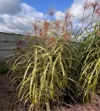 miskant-chinski-cosmopolitan-producent-szkolka-drzewa-i-krzewy-ozdobne