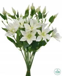 klematis-pik-kremowy-48cm-12-szt