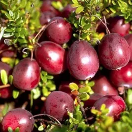 zurawina-wielkoowocowa-duze-sadzonki-owoce-ben-lear-doniczka-pyszne-zdrowe