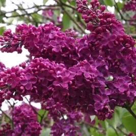 bez-ciemny-fiolet-lilak-sadzonka-pieknie-pachnaca-cudowne-miododajne-kwiaty