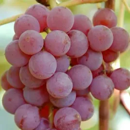 winorosl-bezpestkowa-canadice-vitis-w-doniczkach-p11-wysokosc-50-70-cm