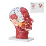 model-anatomiczny-glowa-1-1
