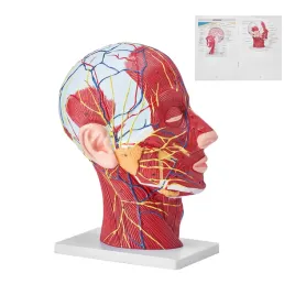 model-anatomiczny-glowa-1-1