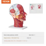 model-anatomiczny-glowa-1-1-stan-nowy