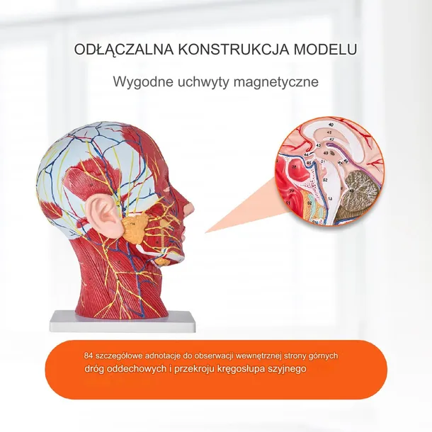 model-anatomiczny-glowa-1-1-marka-inna