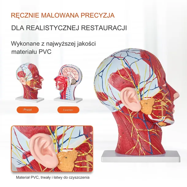 model-anatomiczny-glowa-1-1-stan-nowy-marka-inna