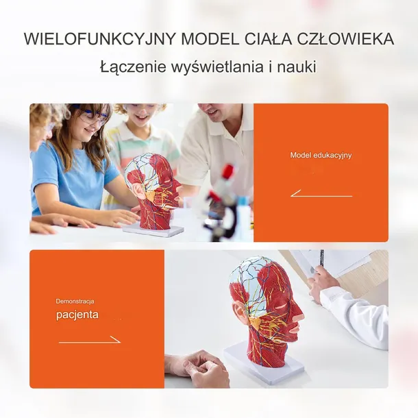 model-anatomiczny-glowa-1-1-marka-inna-stan-nowy