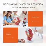 model-anatomiczny-glowa-1-1-marka-inna-stan-nowy
