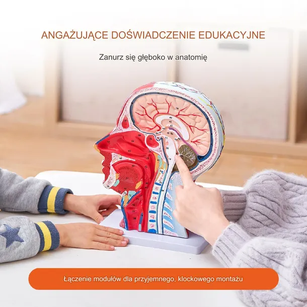 model-anatomiczny-glowa-1-1-stan-nowy