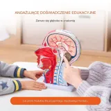 model-anatomiczny-glowa-1-1-stan-nowy