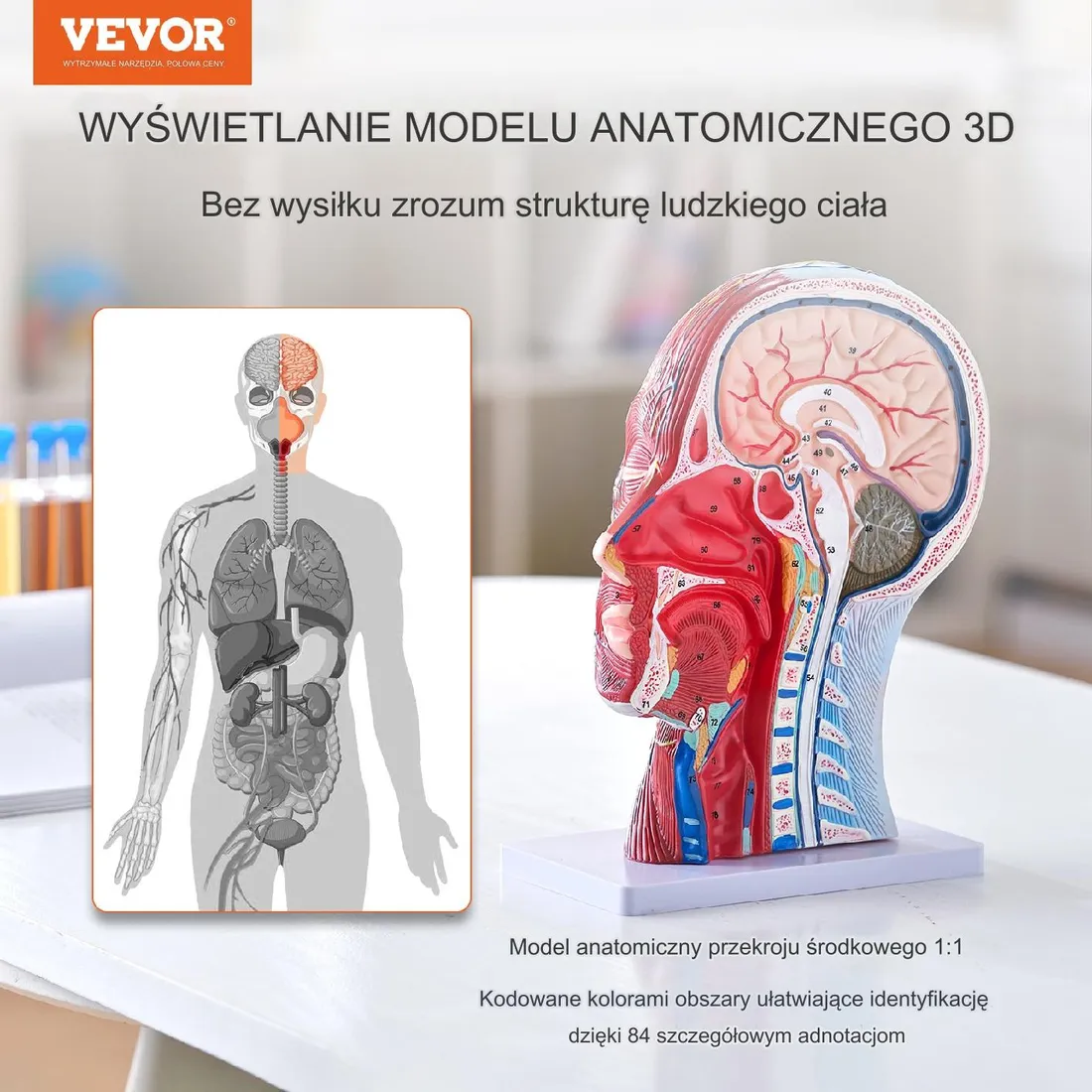 model-anatomiczny-glowa-1-1