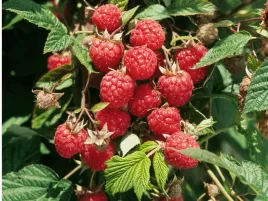 malina-willamette-p9-smaczna-sprawdzona-odmiana