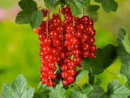 porzeczka-czerwona-jonkheer-van-tets-sadzonka-p9-sprawdzona-odmiana