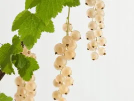 porzeczka-biala-blanca-p9-pozna-odmiana-krzew-w-doniczce