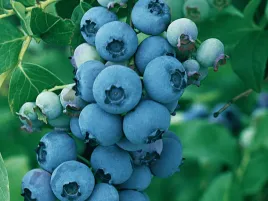 borowka-amerykanska-hannah-s-choice-p9-wczesna-odmiana