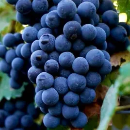 winorosl-frontenac-vitis-w-doniczkach-p9-wysokosc-60-80-cm