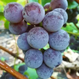 winorosl-konkord-rosyjski-vitis-w-doniczkach-p11-wysokosc-40-60-cm