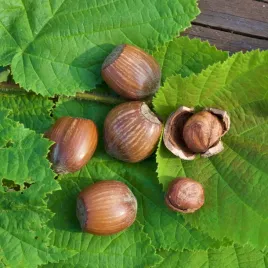 leszczyna-orzech-laskowy-webba-cenny-corylus-avellana-plenna-poj-10l