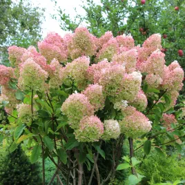 hortensja-bukietowa-grandiflora-hydrangea-paniculata-doniczka-2-0l