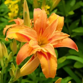 liliowiec-rdzawy-kwanso-pomaranczowy-doniczka-2-5l-hemerocallis-fulva