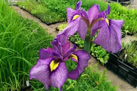 iris-pseudata-shiryukyo-wielkie-okazale-kwiaty-zjawiskowy