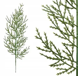 galazka-asparagus-do-stroika-realistyczna-choinka-sztuczna-dekoracja-3-szt