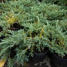 jalowiec-plozacy-zimozielony-krzew-w-doniczce-sadzonka-skalniak-w-doniczce