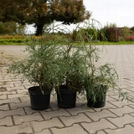 cyprysik-groszkowy-filifera-sadzonka-w-doniczce-zimozielona-duzy-do-ogrodu