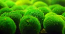 galezatka-kulista-1-4-cm-cladophora-aegagropila