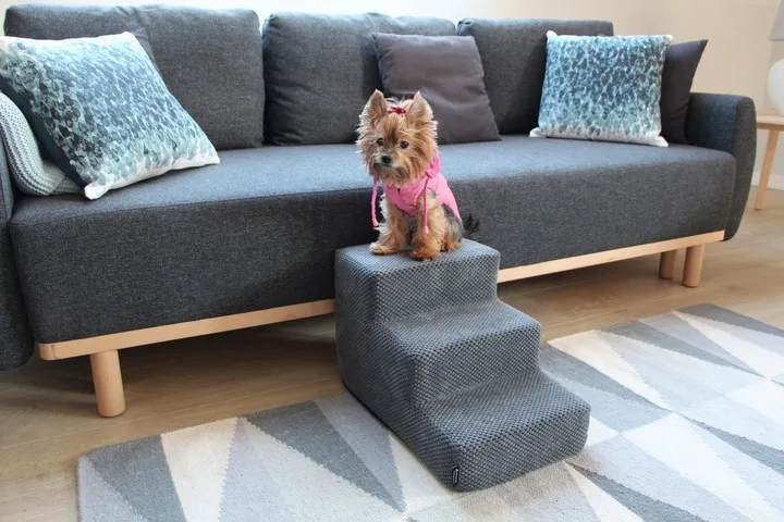 schodki-schody-dla-psa