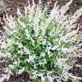 wierzba-japonska-hakuro-nishiki-w-doniczkach-p11-wysokosc-80-100-cm