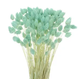 suszony-phalaris-mietowy-mozga-kanaryjska-kanar-80-szt