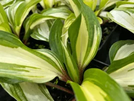 funkia-hosta-raspberry-sundae-p12-wisniowe-ogonki-lisciowe