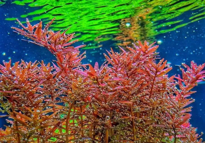 invital-komputer-ph-z-sonda-stan-nowy-kod-producenta-083897987