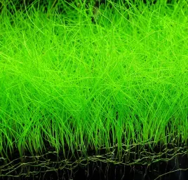 rosliny-do-akwarium-trawnik-eleocharis-parvula-xxl