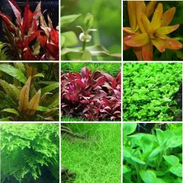 zestaw-roslin-latwych-w-uprawie-3-plany-gratis