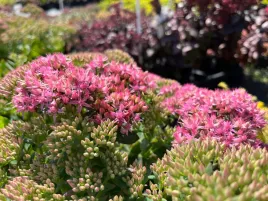 rozchodnik-carl-sadzonka-p9-rozowe-kwiaty-bylina-na-slonce-i-susze