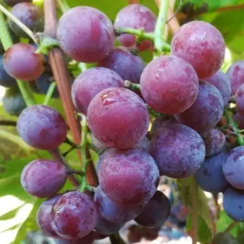 winorosl-lidia-vitis-w-doniczkach-p11-wysokosc-50-70-cm