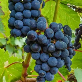 winorosl-leon-millot-vitis-w-doniczkach-p11-wysokosc-30-50-cm