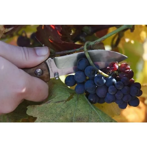 noz-kieszonkowy-jungle-schwarzwolf-kod-producenta-eg-f1900600sa301