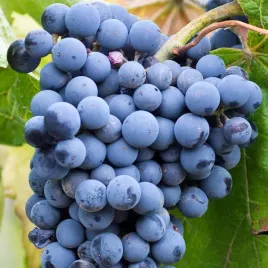 winorosl-marechal-foch-vitis-w-doniczkach-p11-wysokosc-70-90-cm