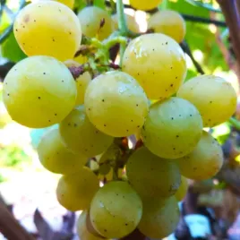 winorosl-prim-vitis-w-p11-wysokosc-60-80-cm