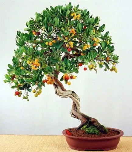 chin liguster bonsai Flowering Ligustrum Bonsai Tree