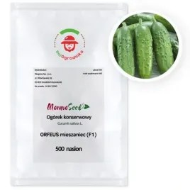 ogorek-orfeus-f1-partenokarpiczny-500-nasion-bez-goryczki-profi-wegana
